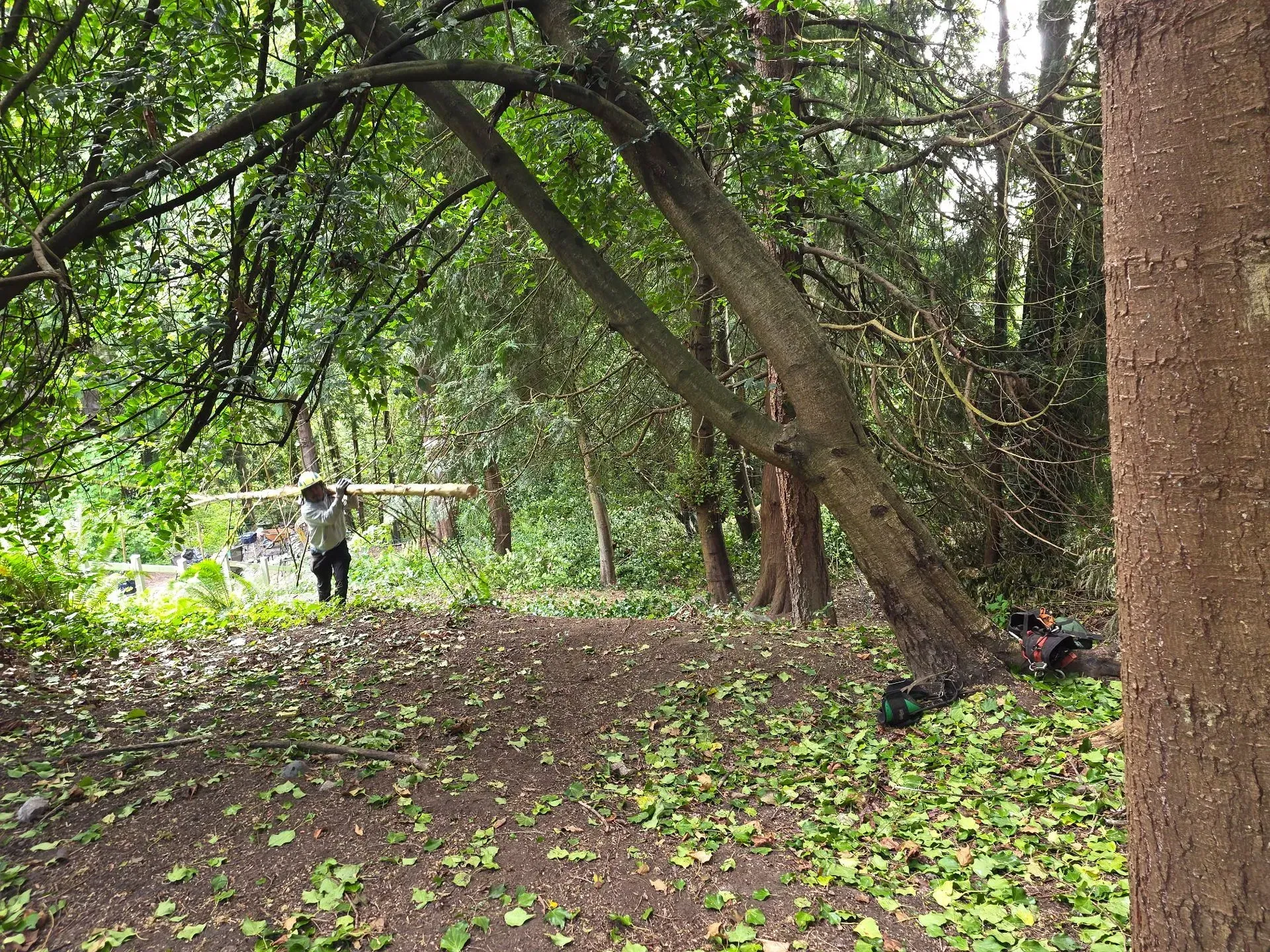 Wooded park with a person walking near a large tree, green ground cover, and fallen branches