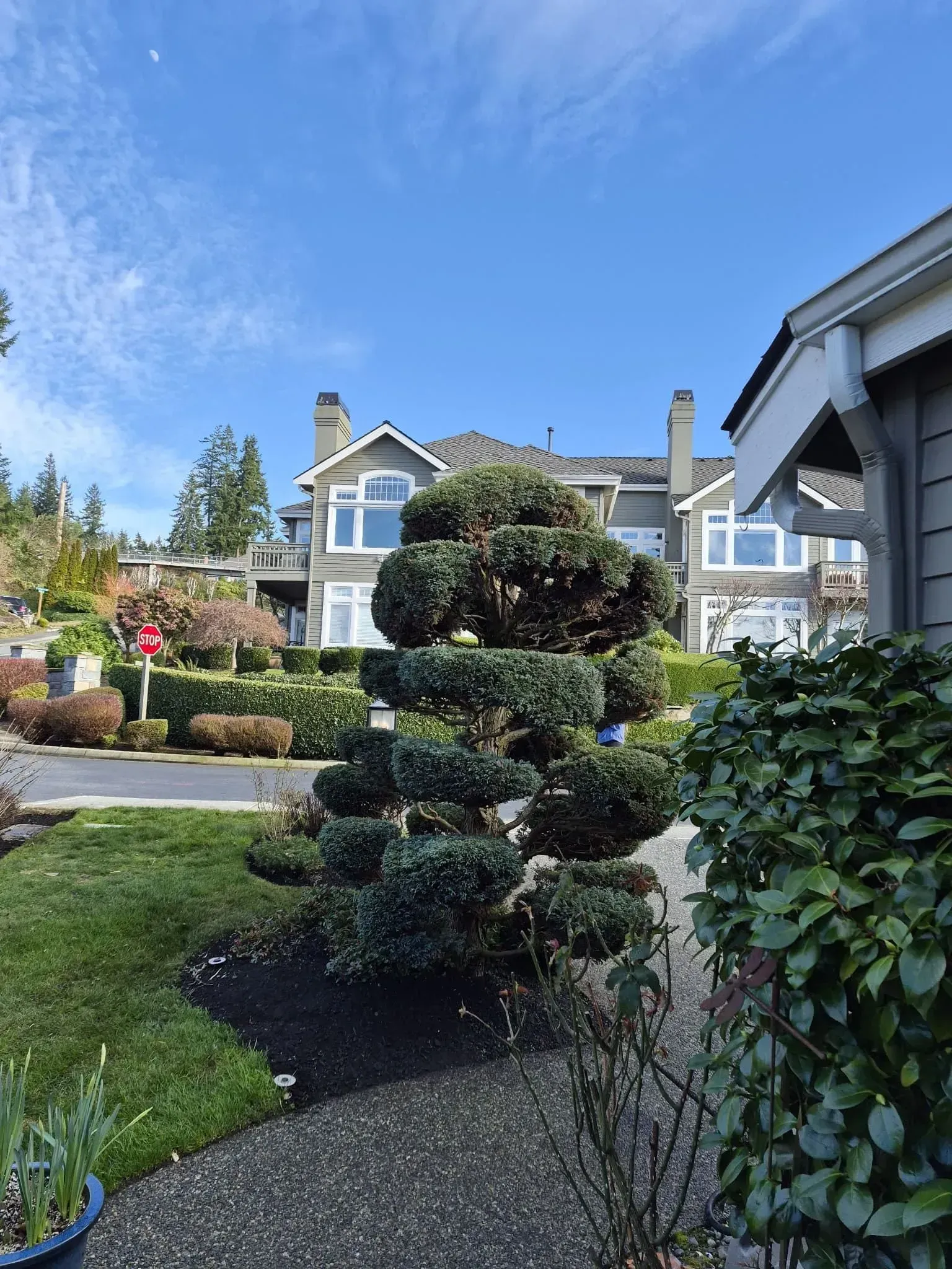 Landscaped garden with a topiary tree, gravel path, and blue-gray houses under a clear sky