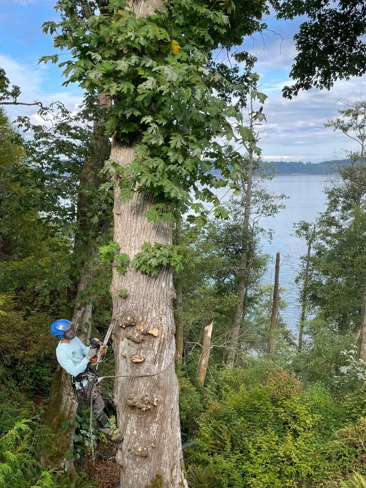 Person in a blue helmet climbing a tree beside a lake, with green foliage and blue sky.
