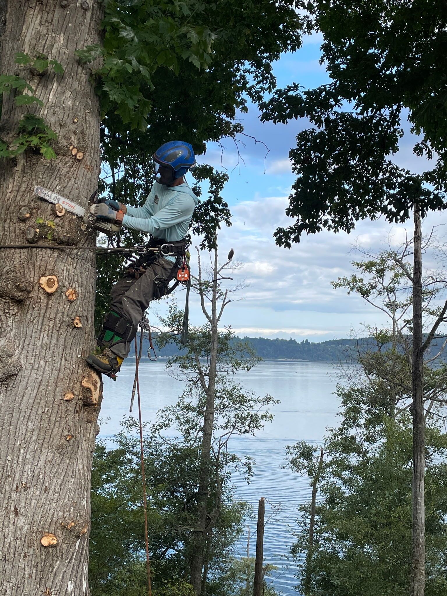 Climber in blue helmet ascending a tree beside a lake, with ropes and wooded shoreline in view