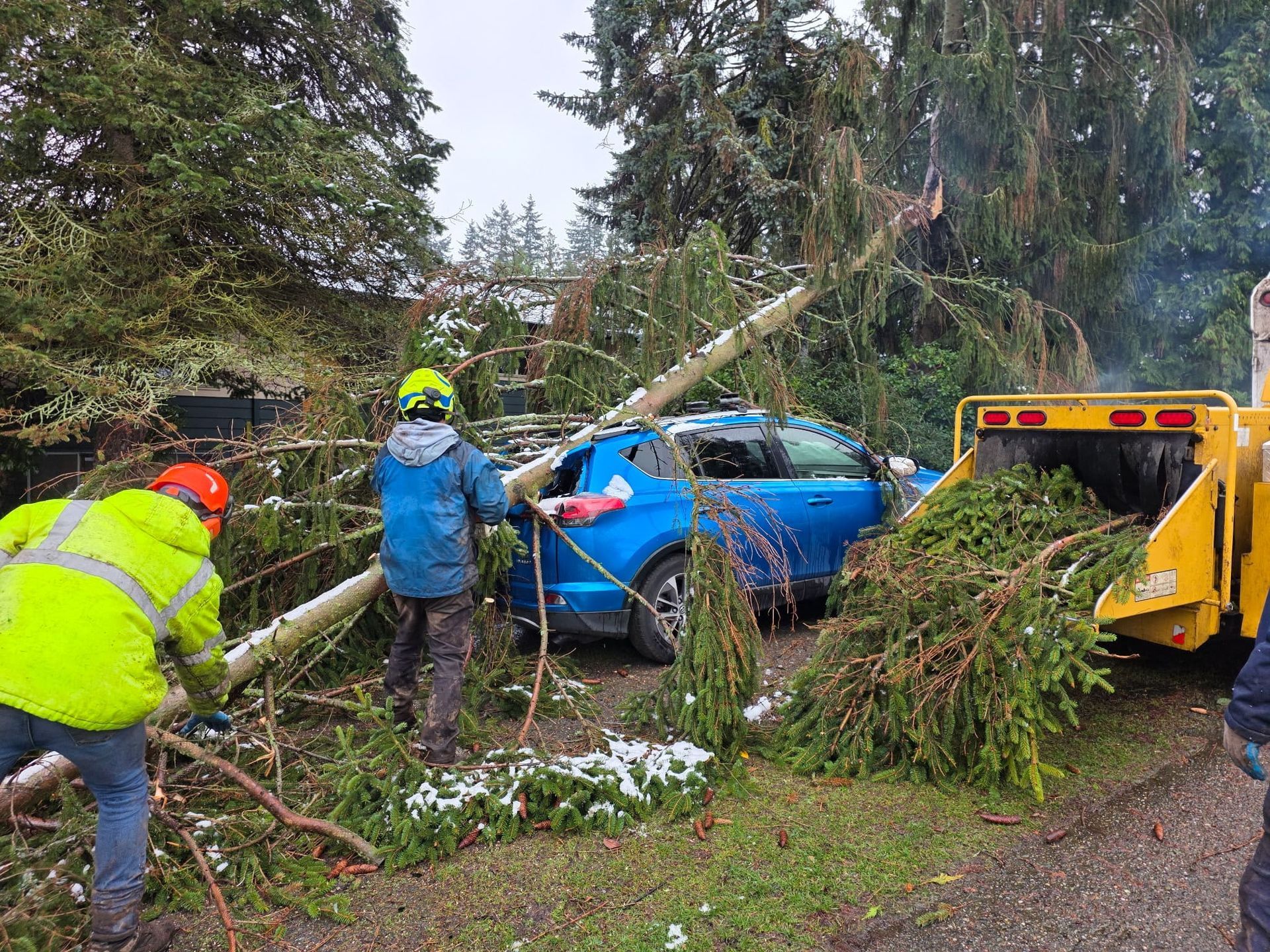 Workers clear fallen tree from blue car beside yellow truck on a wooded road