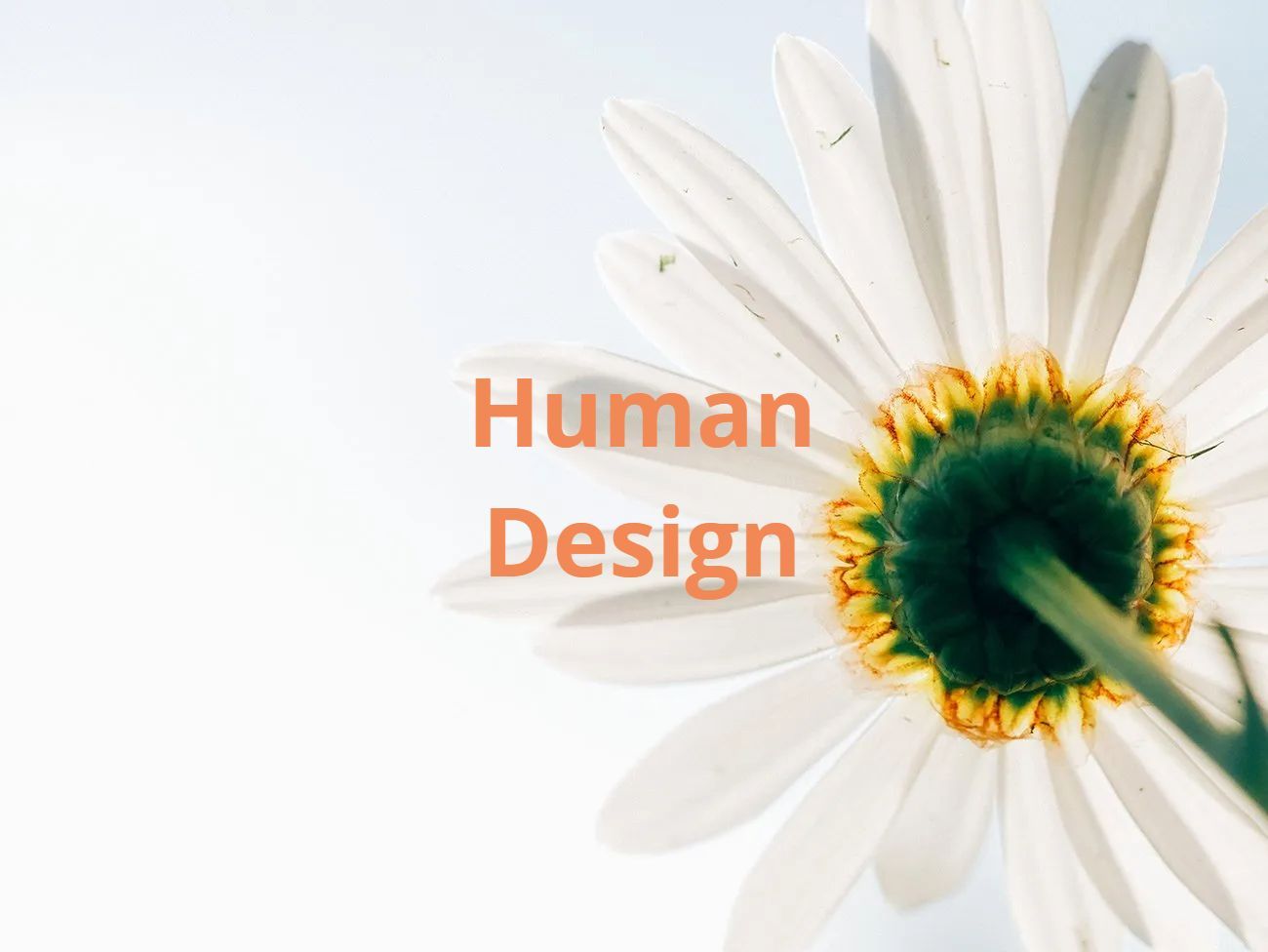 Daisy flower seen from below, with green stem and center. Text: 