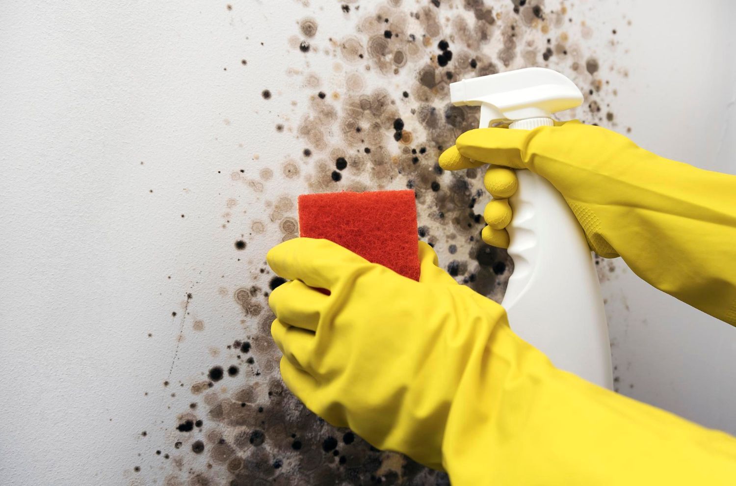 Person in yellow gloves spraying cleaner on a wall covered in mold, holding a sponge.