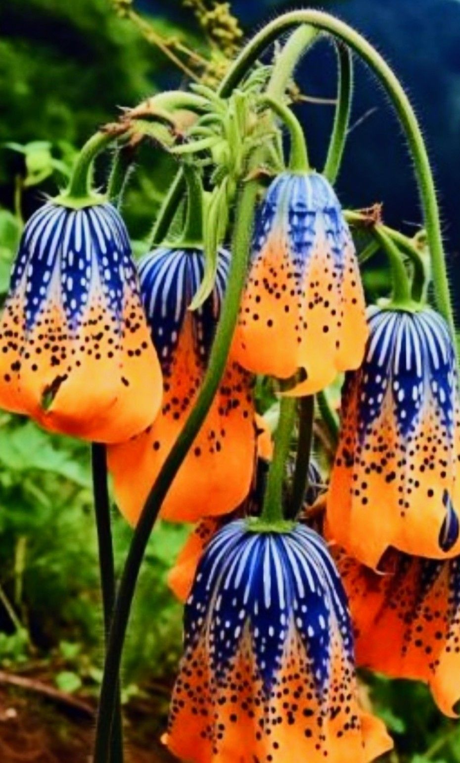 A bunch of orange and blue flowers growing on a plant