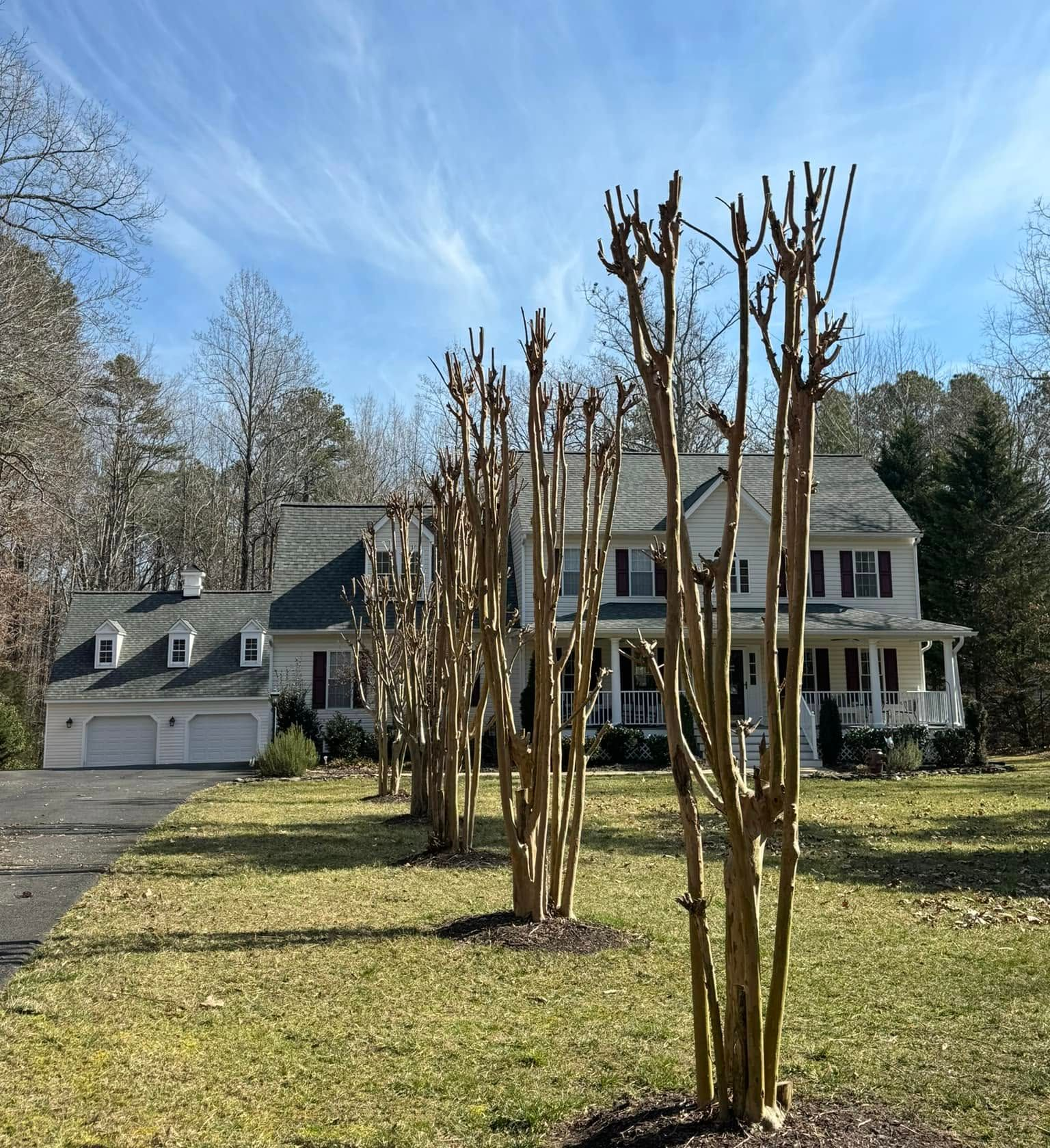 Crepe myrtle trimming in Chesterfield, VA
