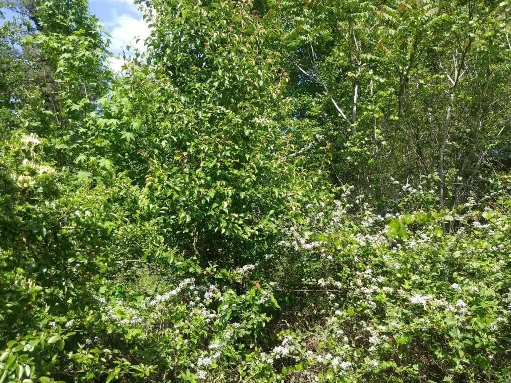 Overgrown brush and vegetation before land clearing on a Midlothian VA property