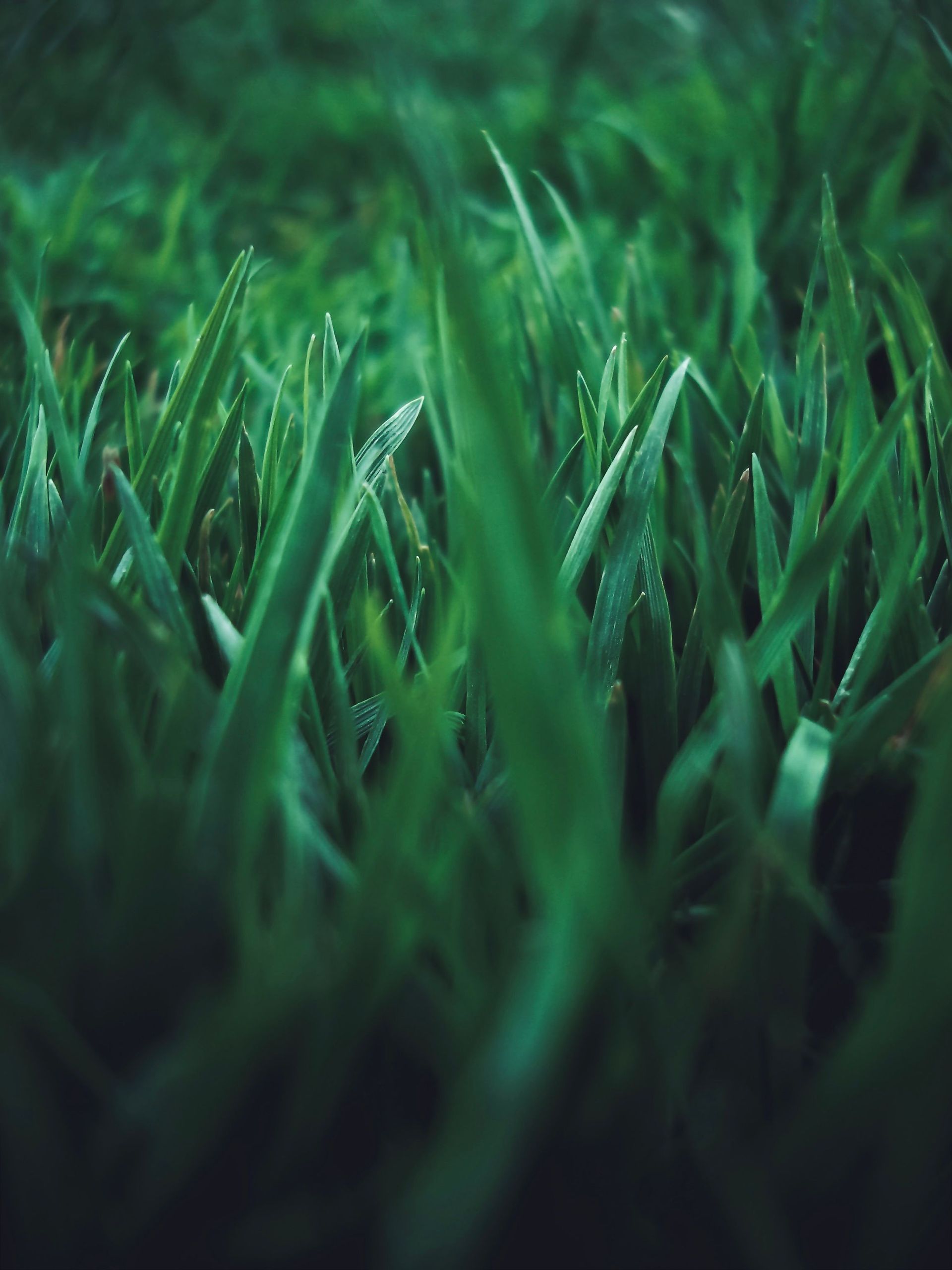 aeration and seeding services, lawn care, fall core aeration
