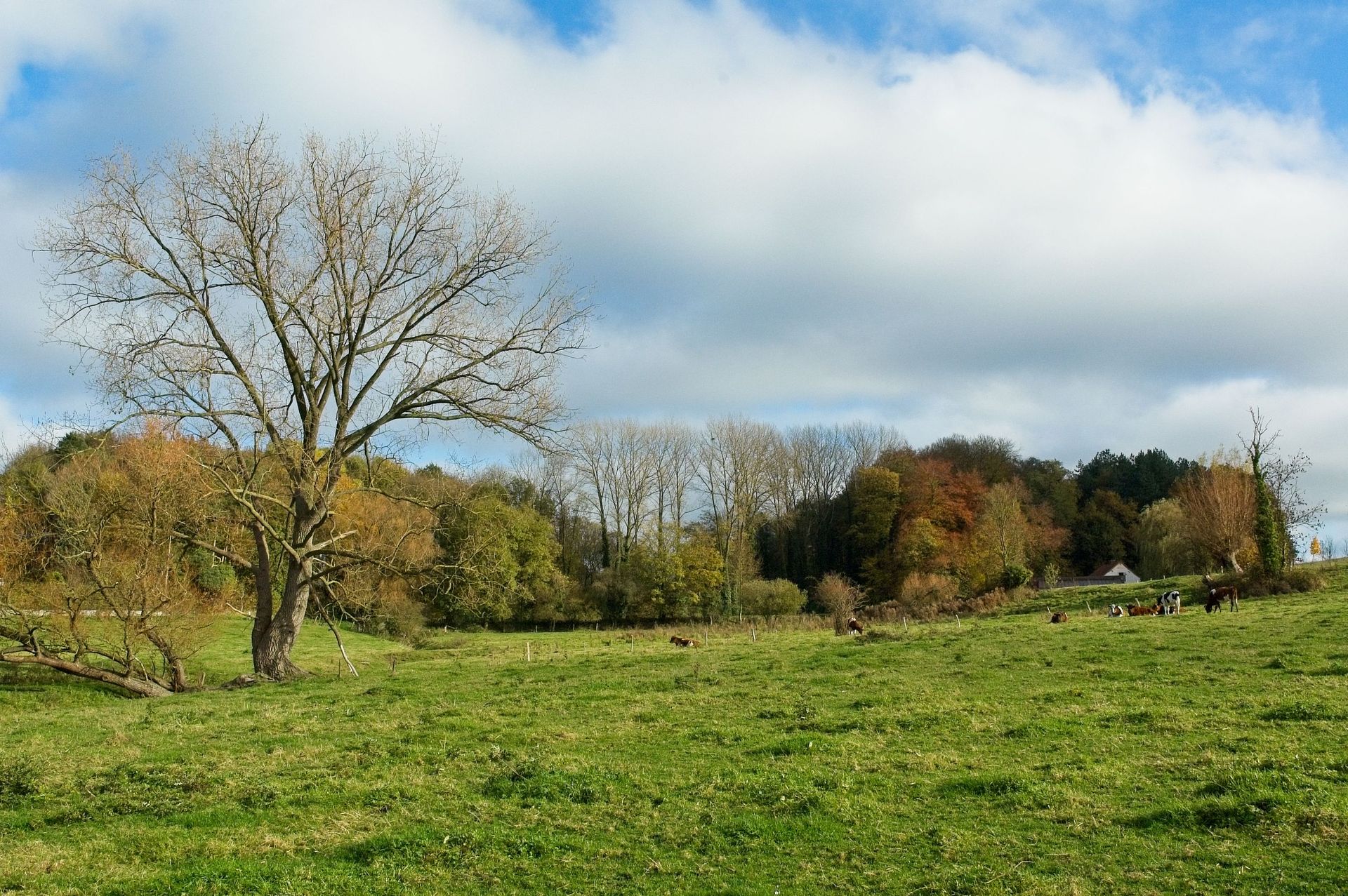 H&H Outdoor Services removing trees from a large property