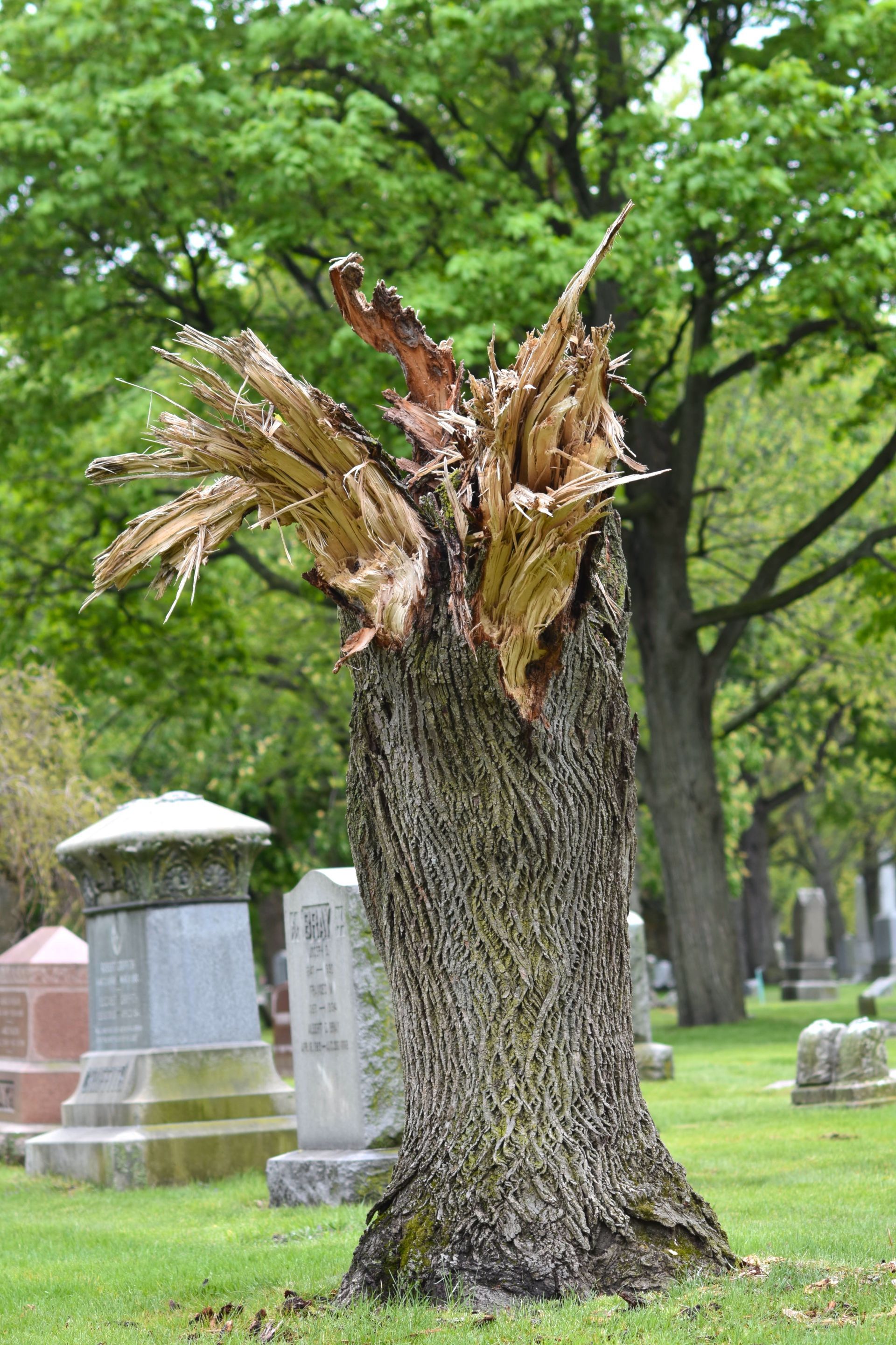 H&H Outdoor Services removing a storm-damaged tree