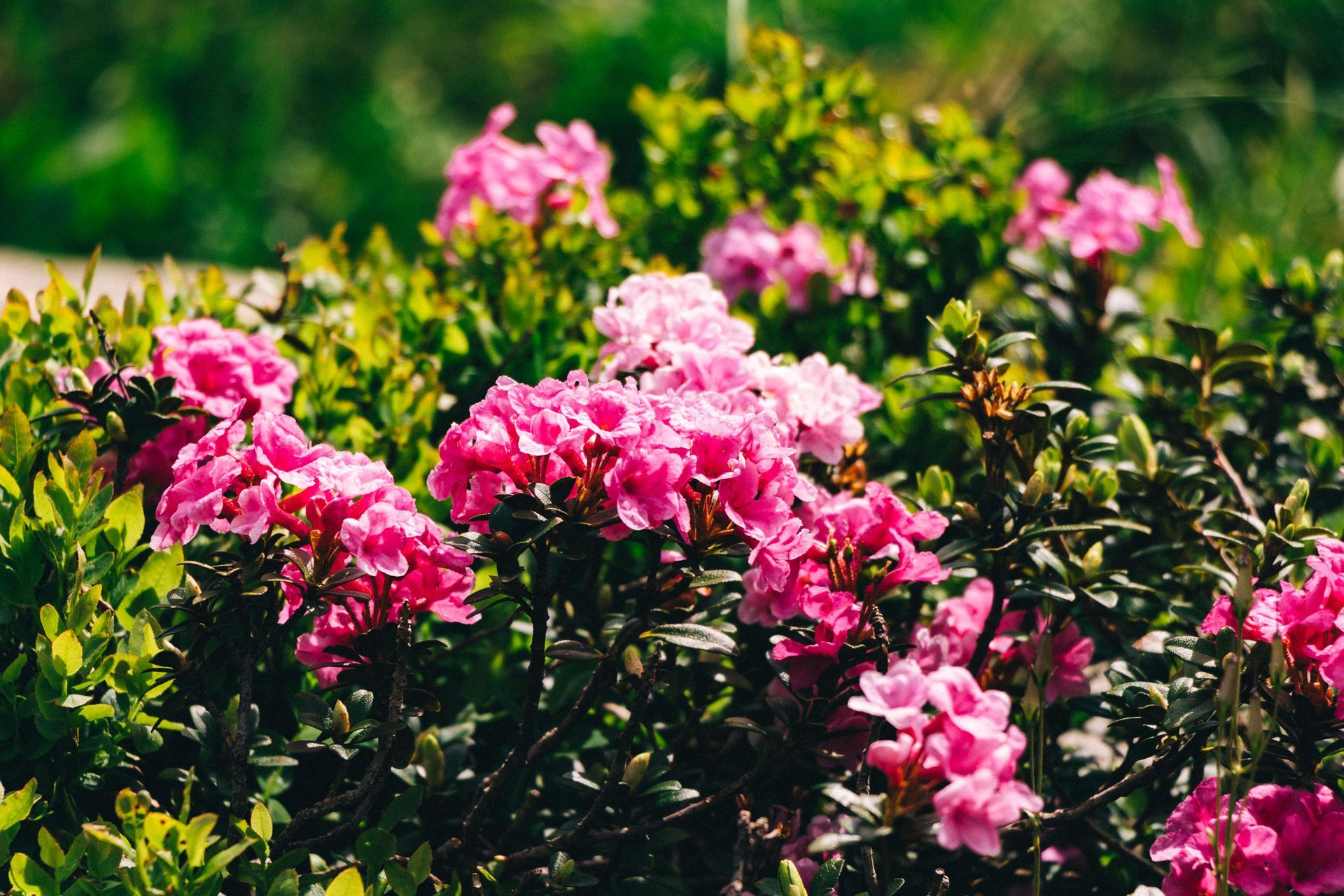 landscaping, landscape designers in chesterfield