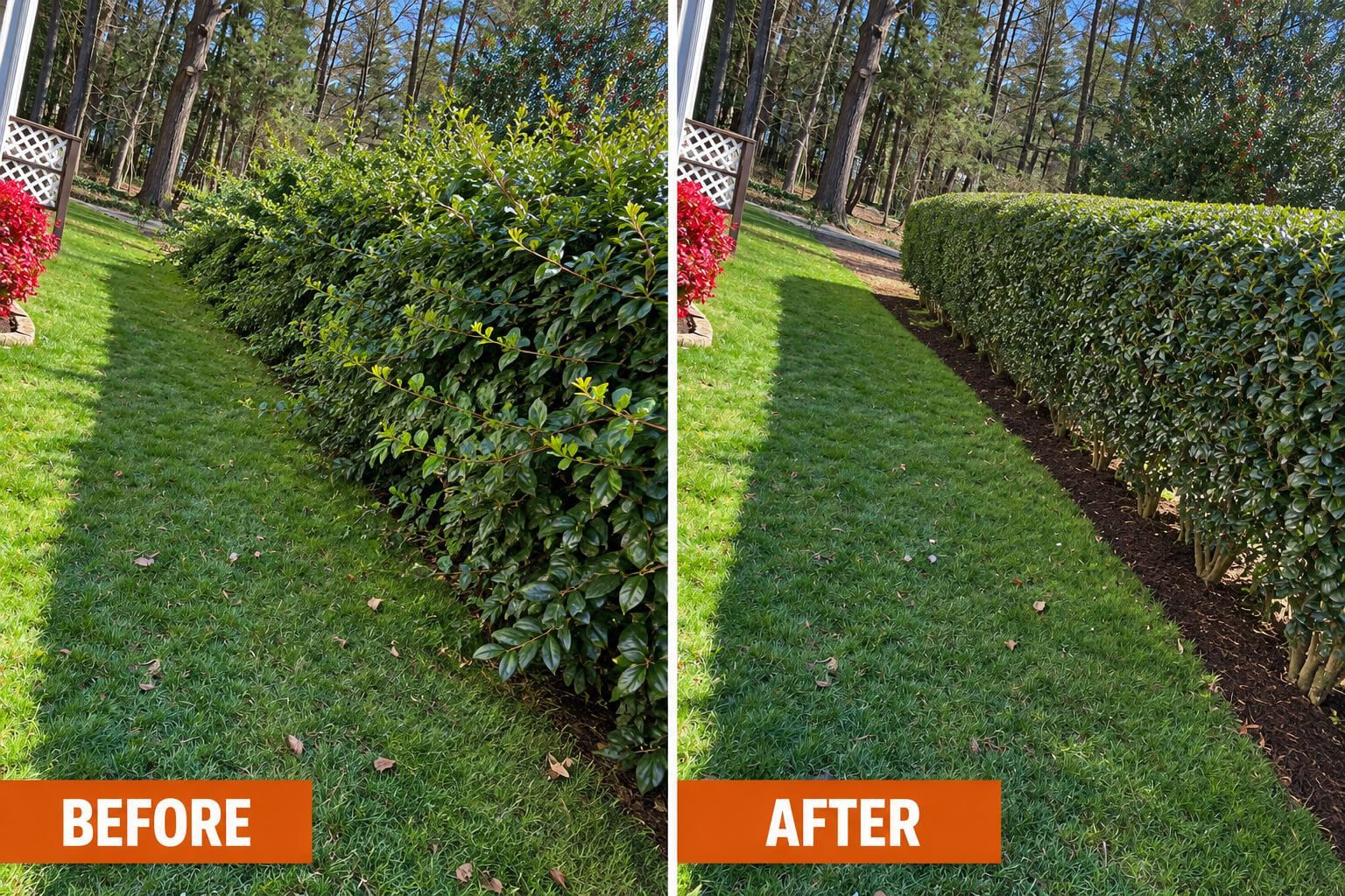 Shrub overgrowth trimmed by H&H Outdoor Services