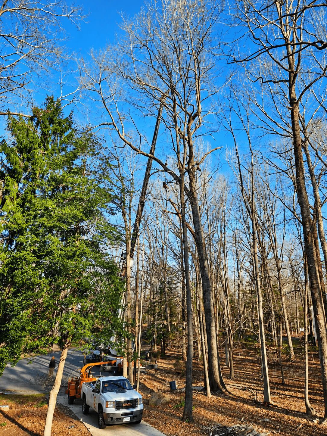 H&H Outdoor Services with a crane preparing to remove a large tree from a Chesterfield property.