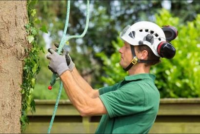 Arborist tying a rope cable