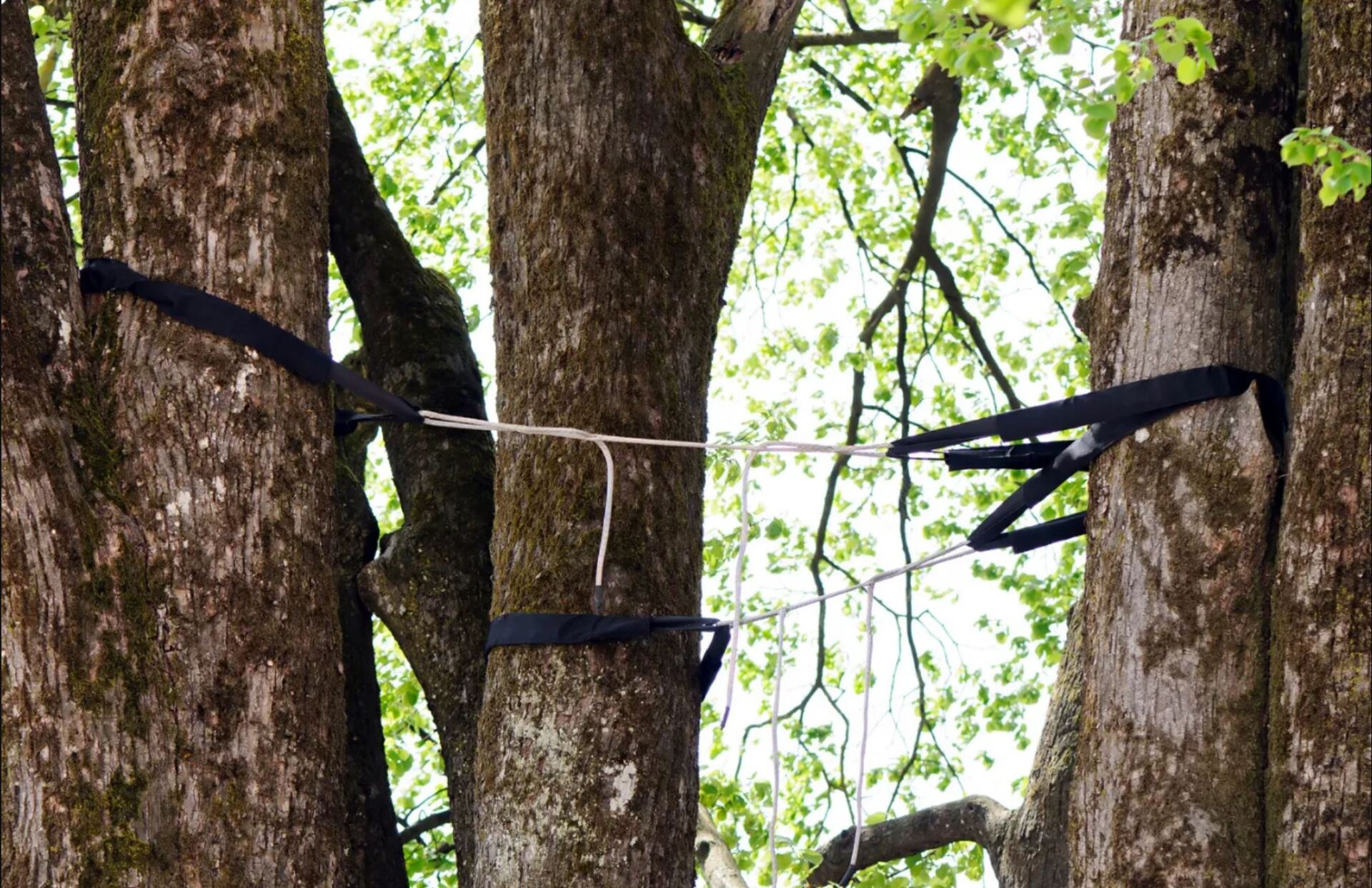Arborist trimming a tree limb