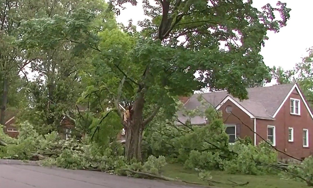 fallen storm branches
