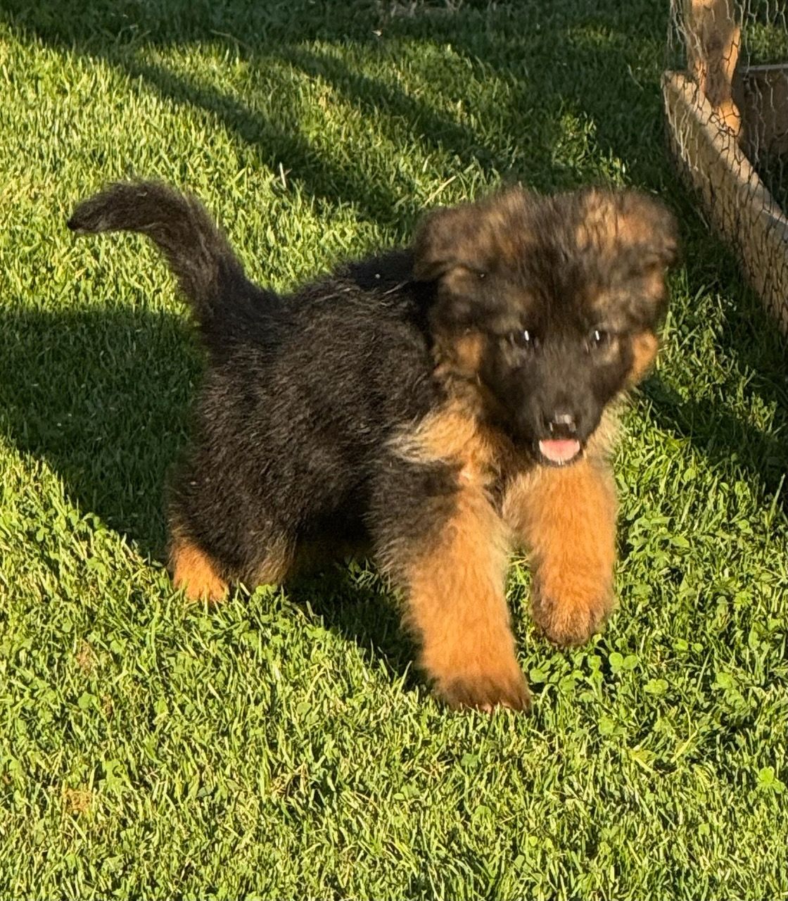 Fluffy black and tan german shepherd puppy stands in green grass