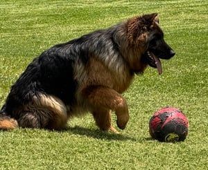 German shepherd dog with a ball on green grass