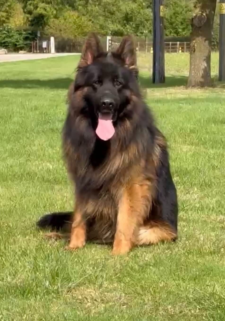Long-haired german shepherd