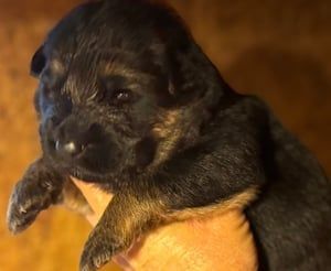 Black and tan puppy being held, small and fluffy