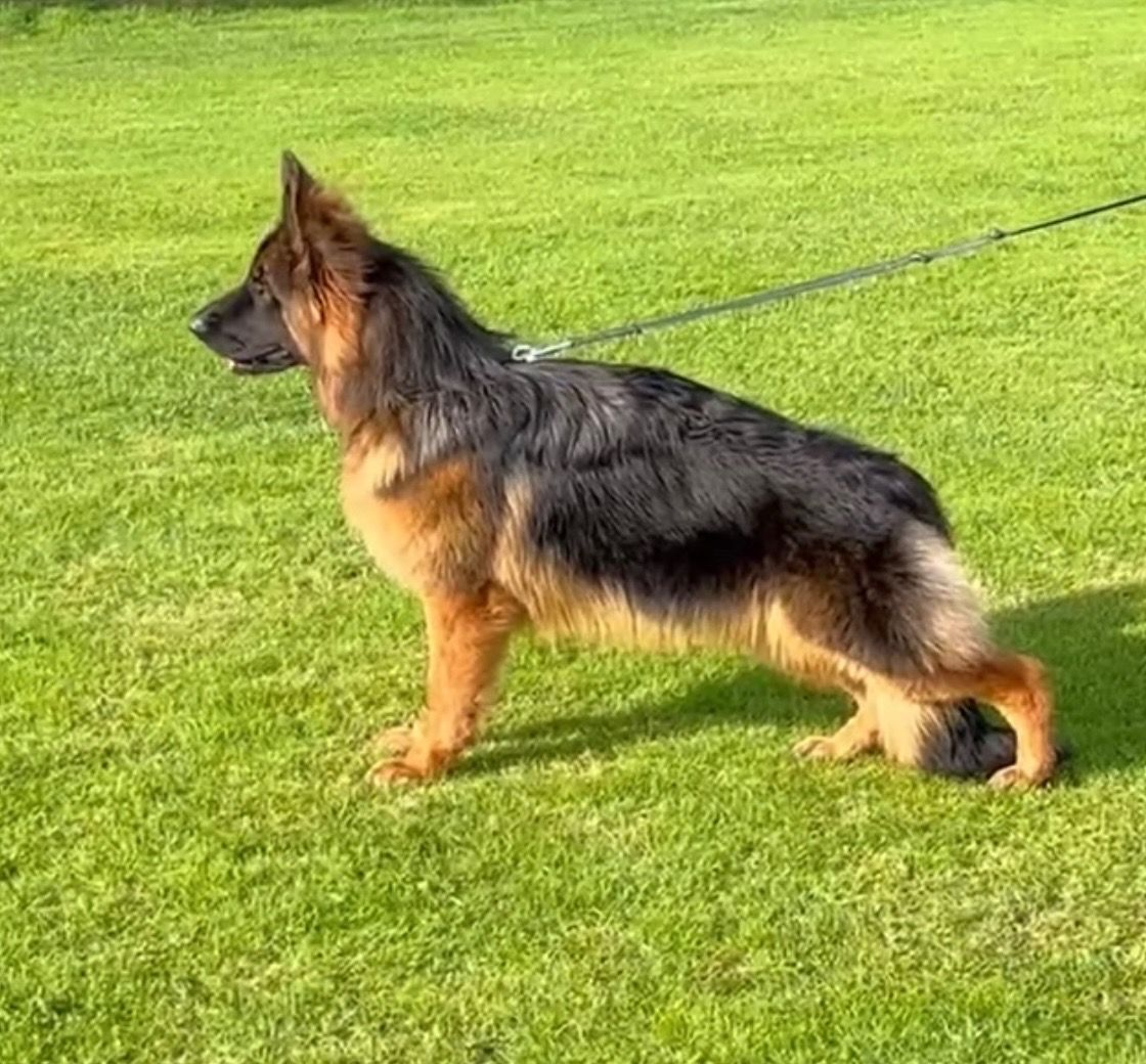 Long-haired german shepherd dog
