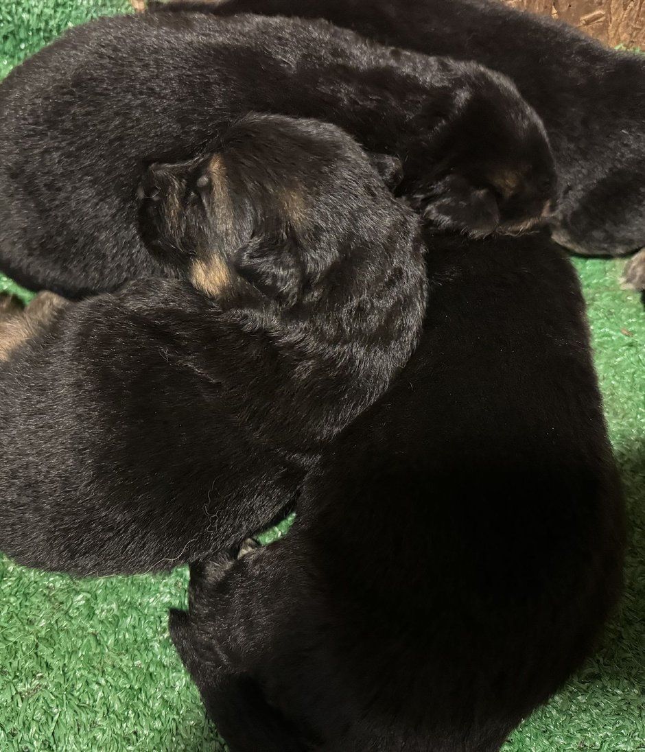 Black puppies huddled together on green turf
