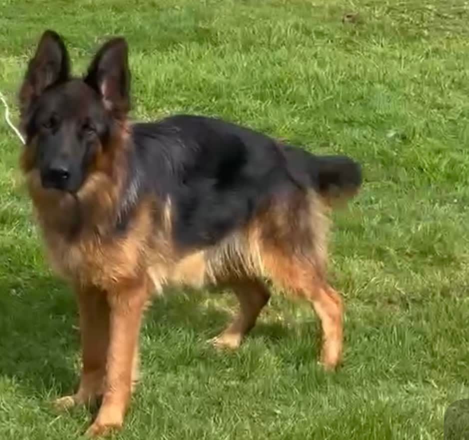 German shepherd dog