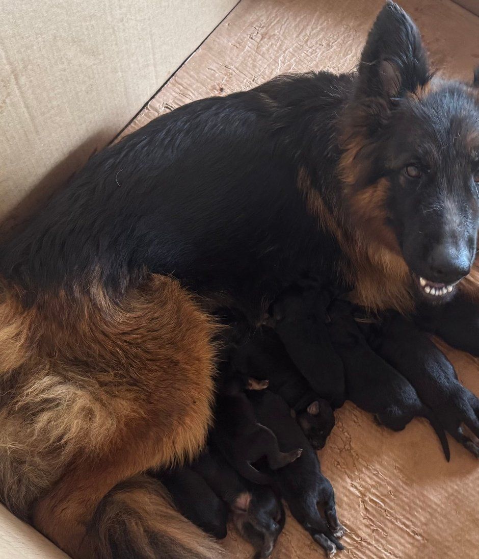 German shepherd dog nursing small