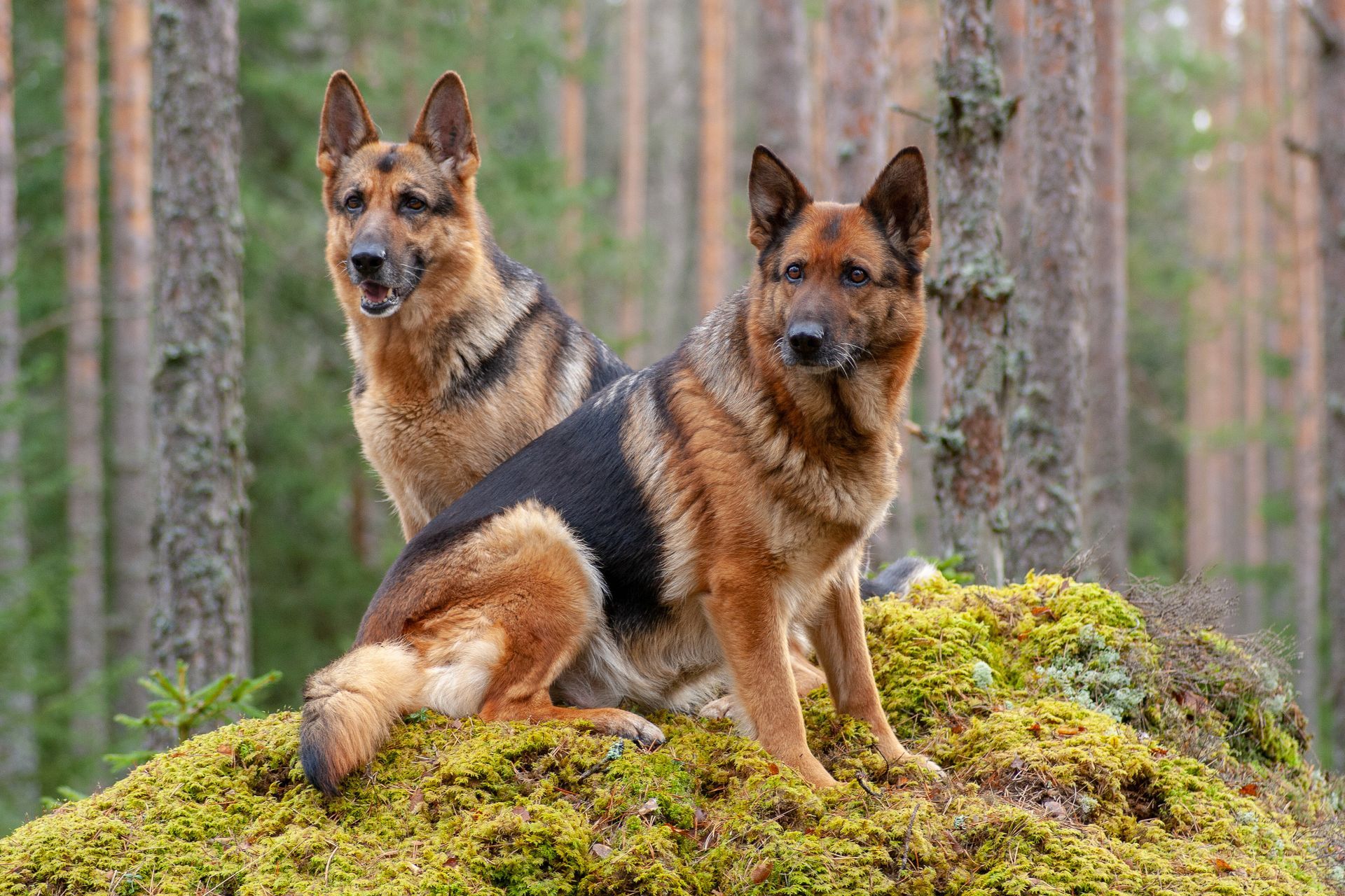 Two german shepherds sit on a mossy rock in a forest