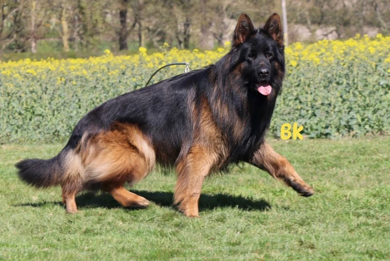 Black and tan long-haired german shepherd dog in a grassy field