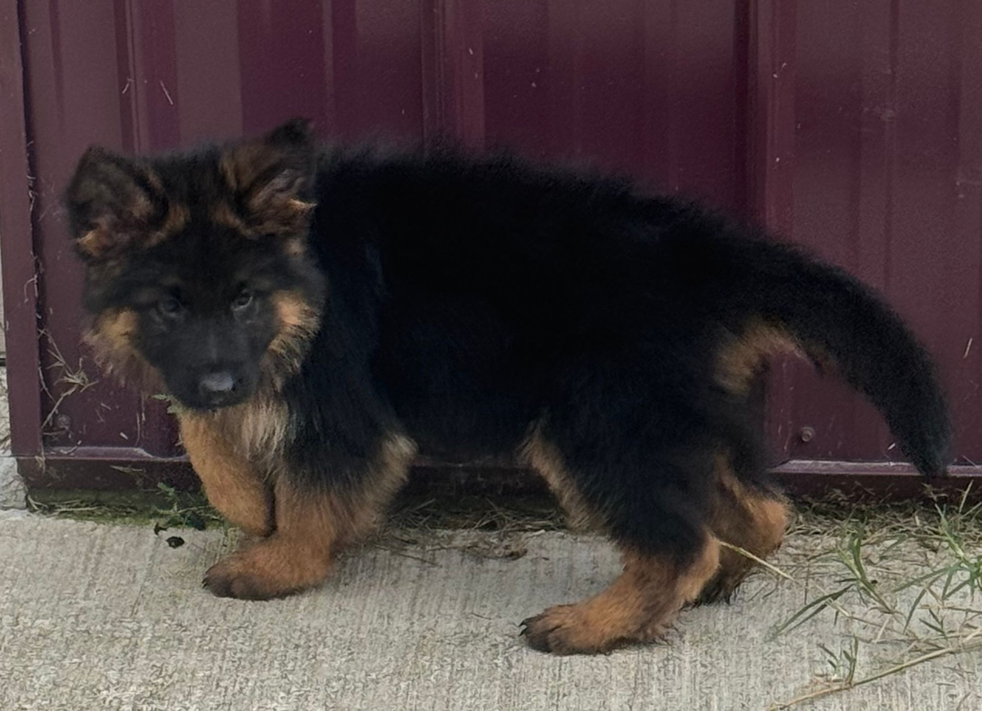 German Shepherd puppy with black and tan fur stands on concrete.