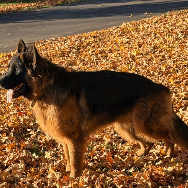 German Shepherd dog standing among fallen autumn leaves.