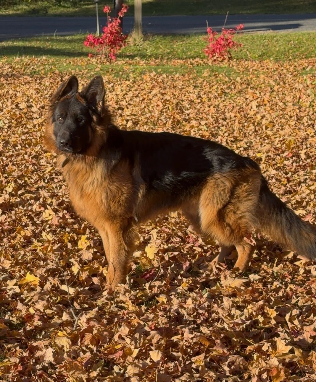 German shepherd dog with black and tan fur