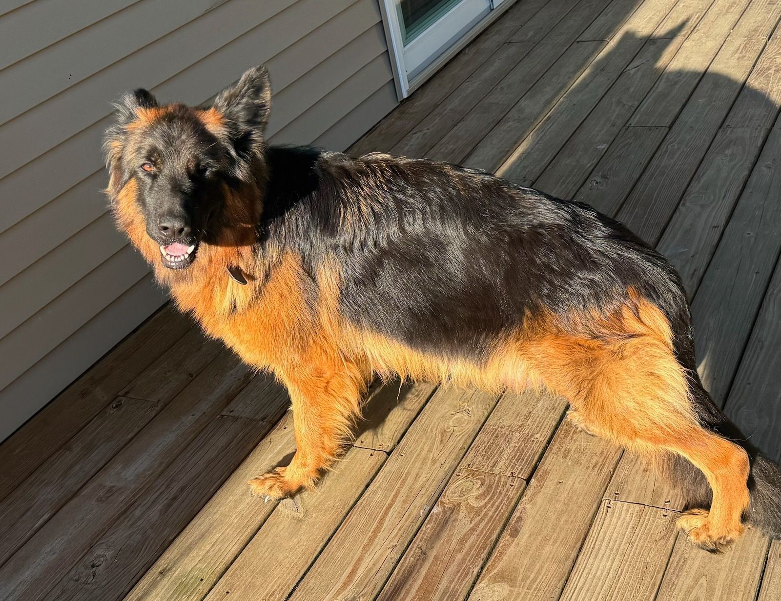 German shepherd dog with black and tan fur