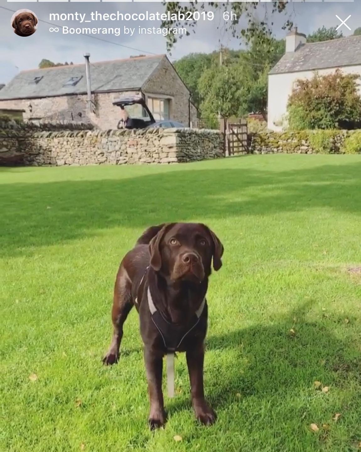 dogs welcome