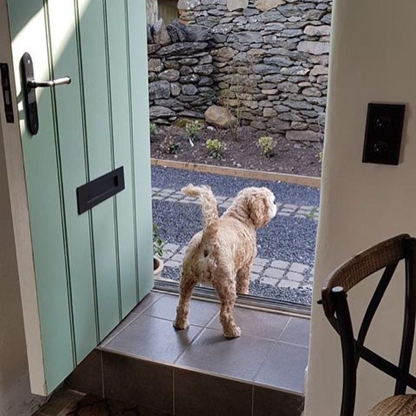 dogs welcome