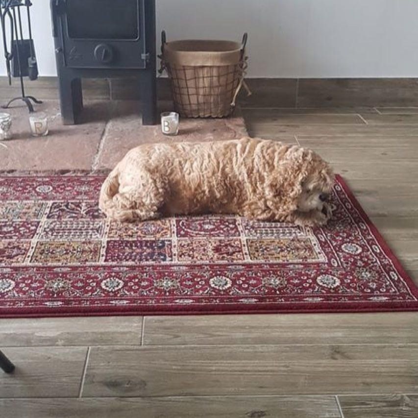 dogs welcome