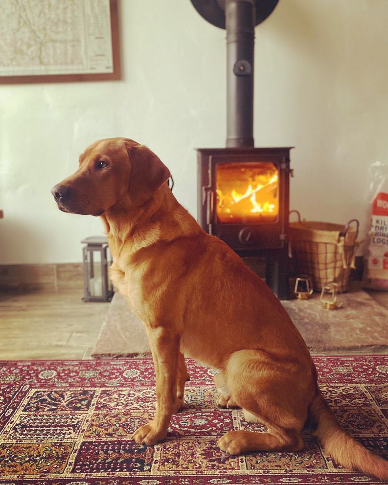dogs welcome
