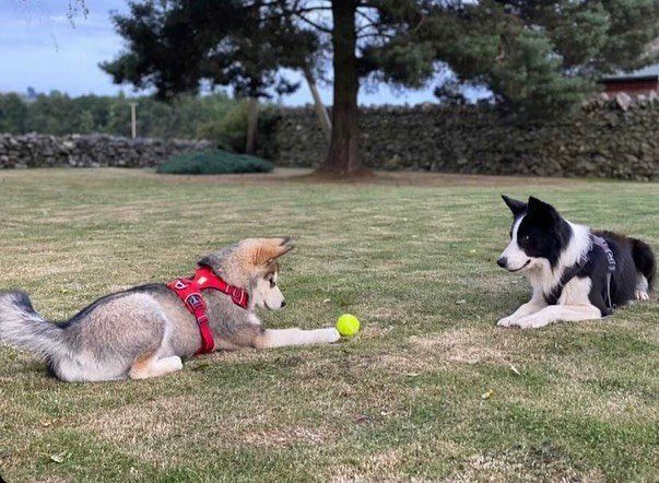 dogs welcome