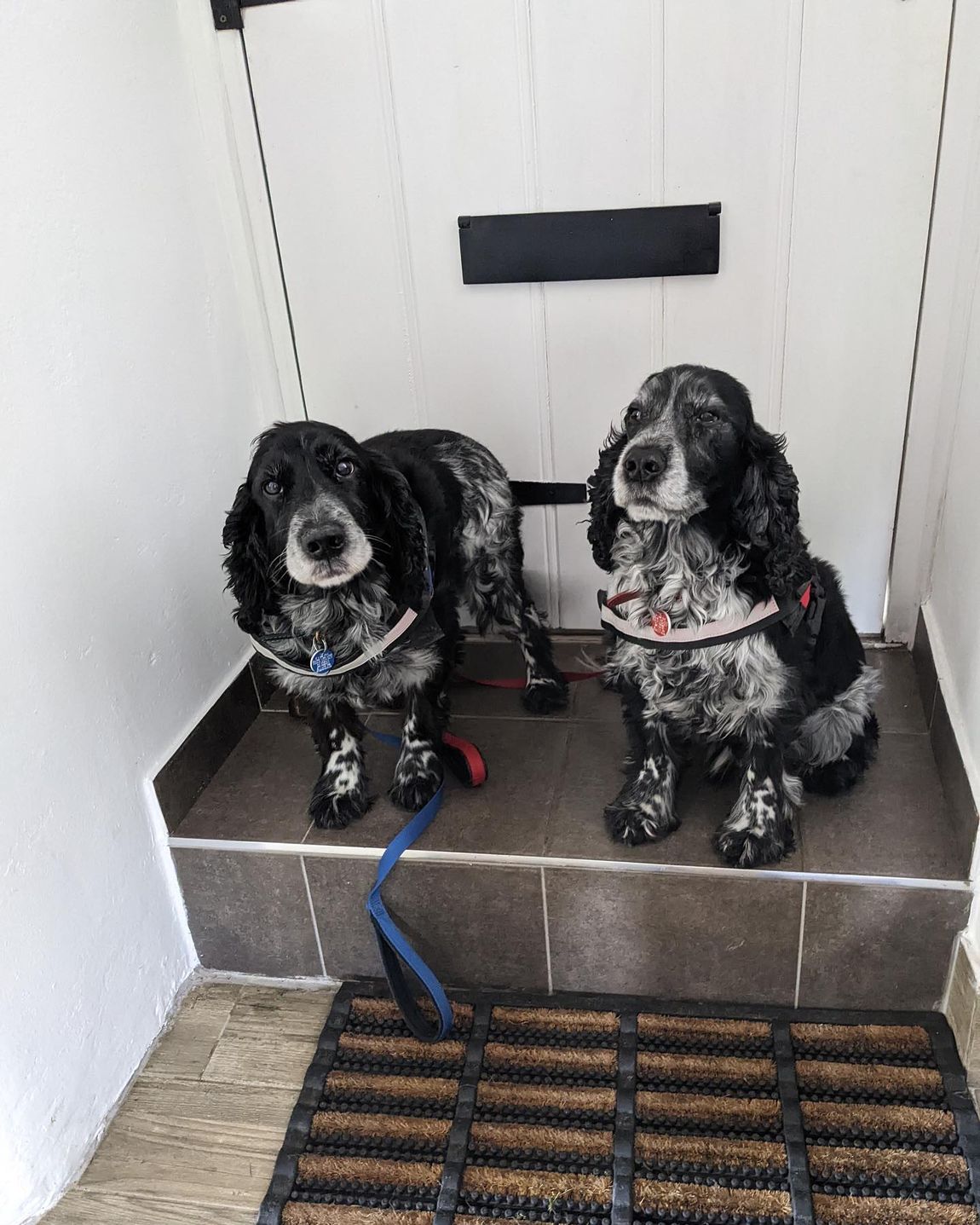dogs welcome
