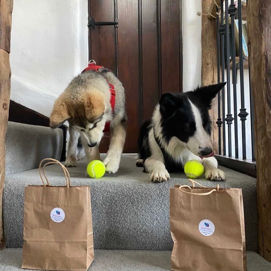 dogs welcome