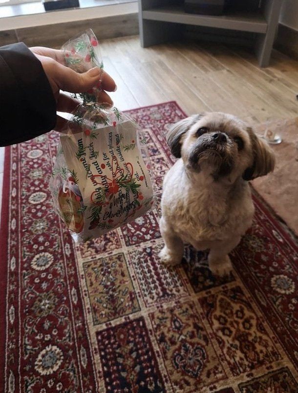 dogs welcome