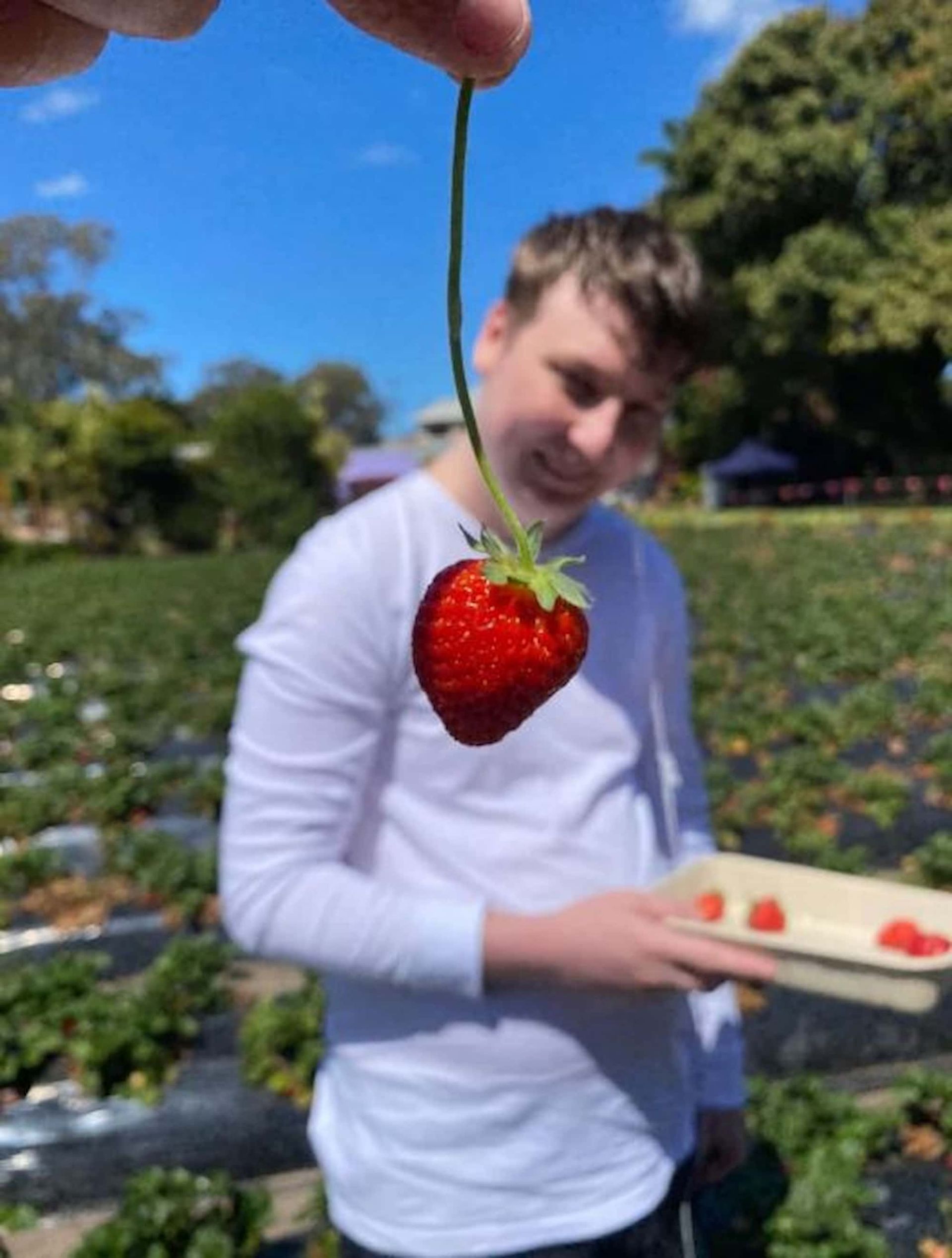 A Man In A White Shirt Is Holding A Strawberry In His Hand — Tailored Support Services Pty Ltd
In Caloundra, QLD