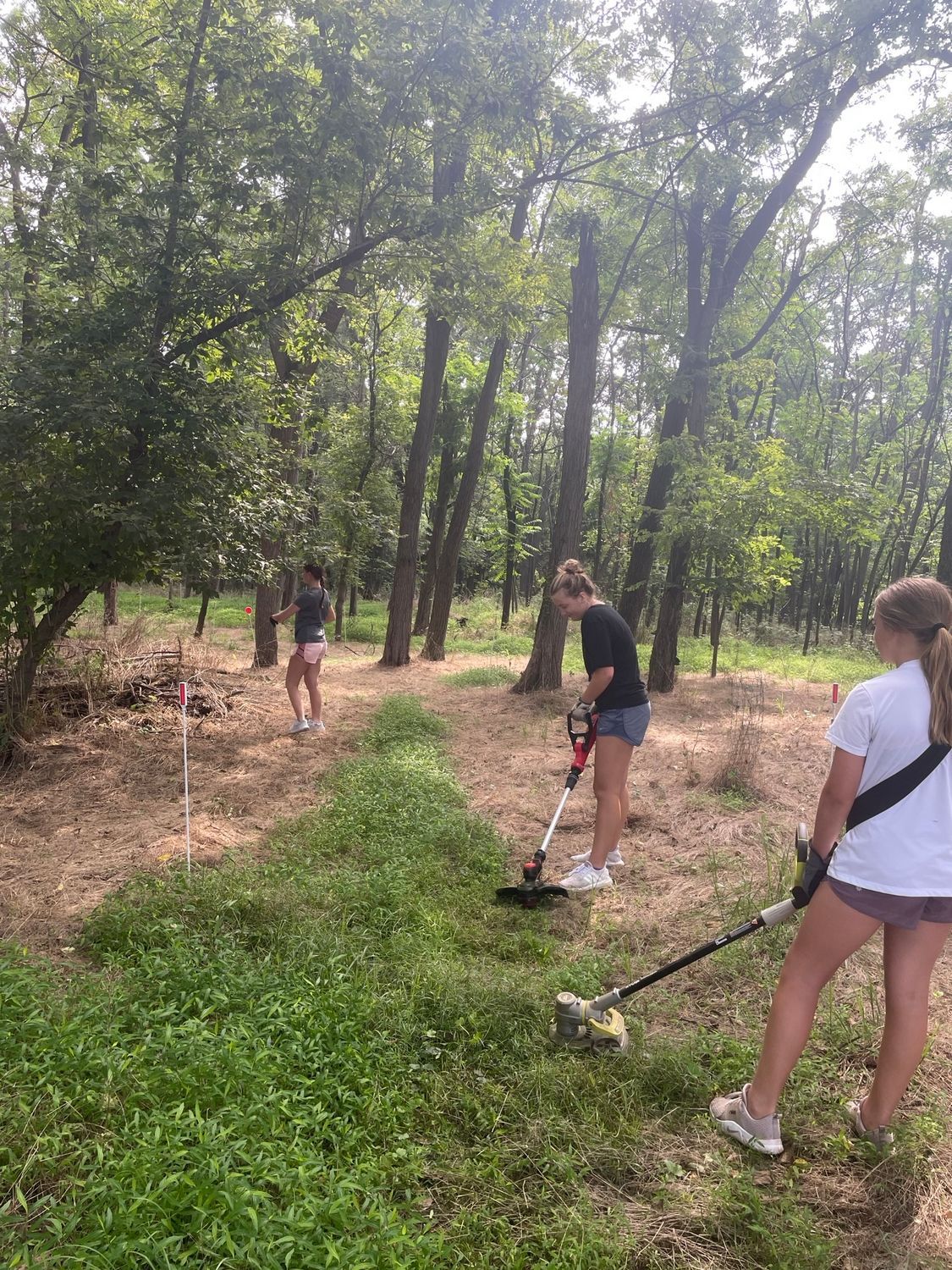 A group of people are mowing grass in the woods.