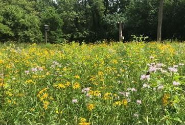 Wildflower meadow with yellow and pink blooms; trees in the background.