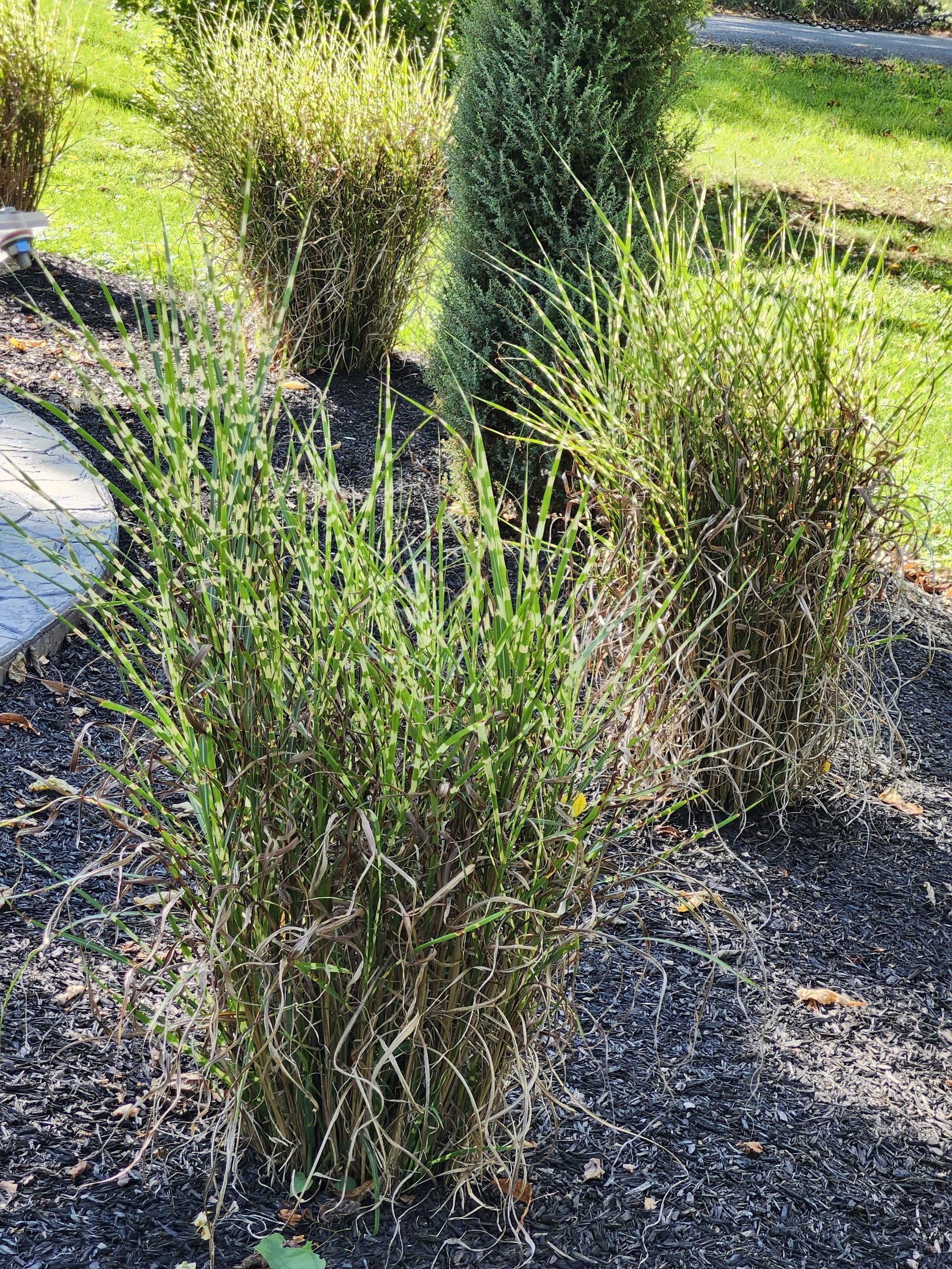 A bunch of plants are growing in the dirt in a garden.