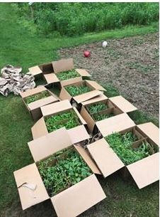 Cardboard boxes with green plants on a grassy field, possibly a temporary garden.