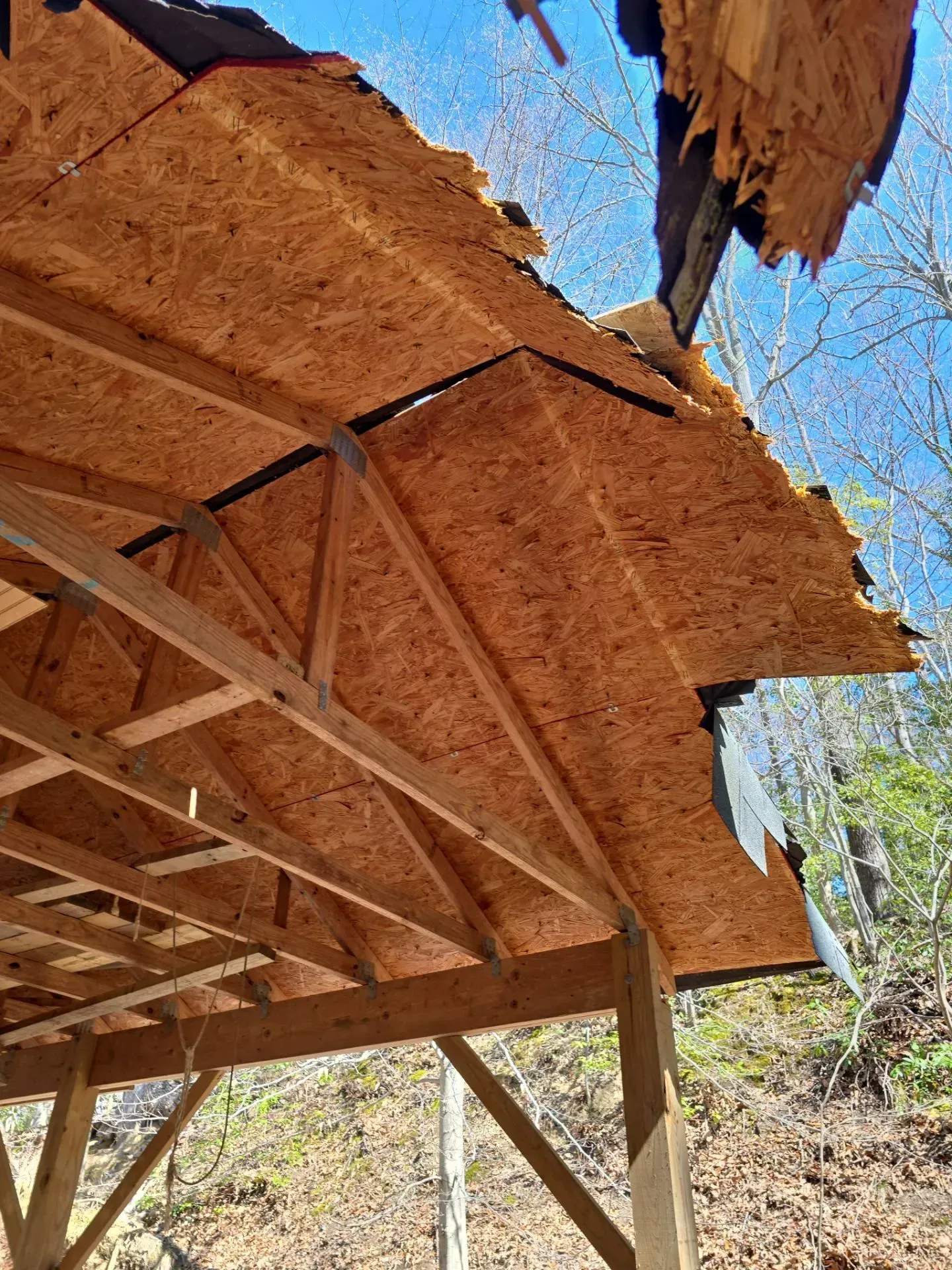 Broken thatched roof with exposed wooden trusses in a wooded area