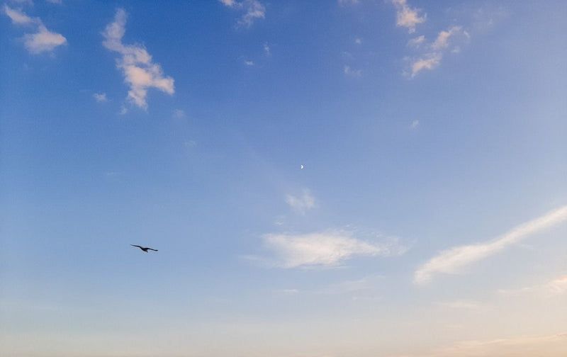 Freedom