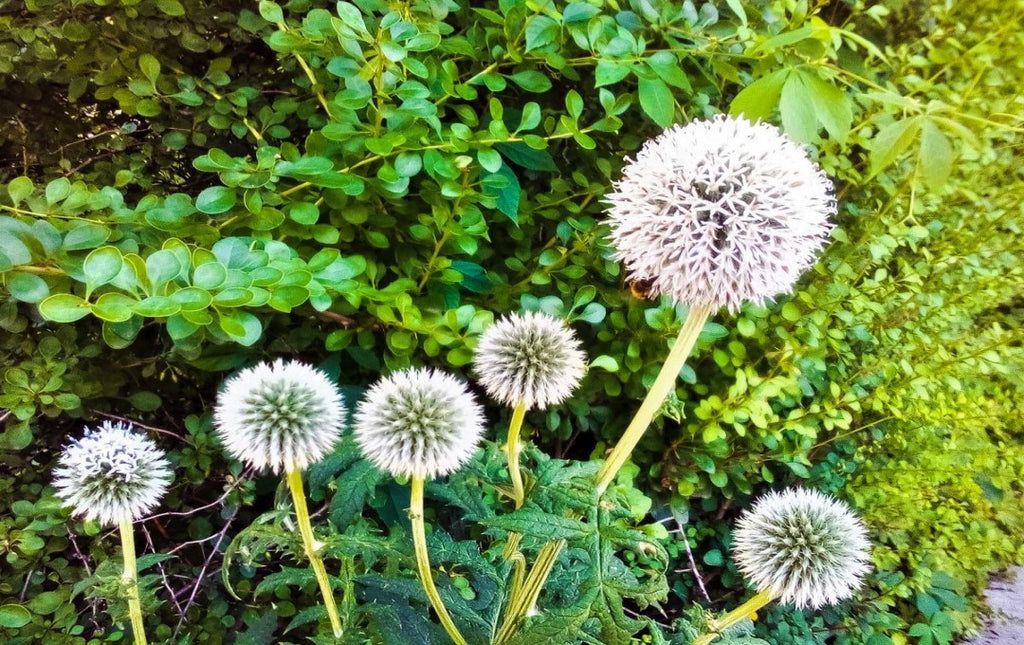Honey Bee Flowers