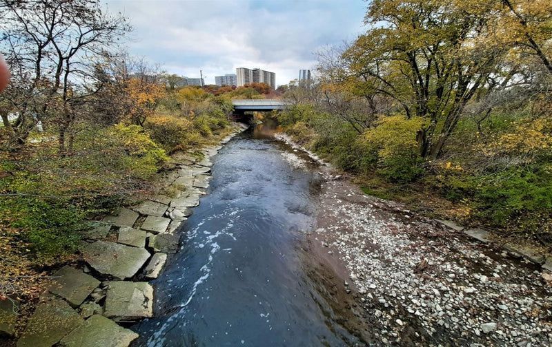 Stream of Life
